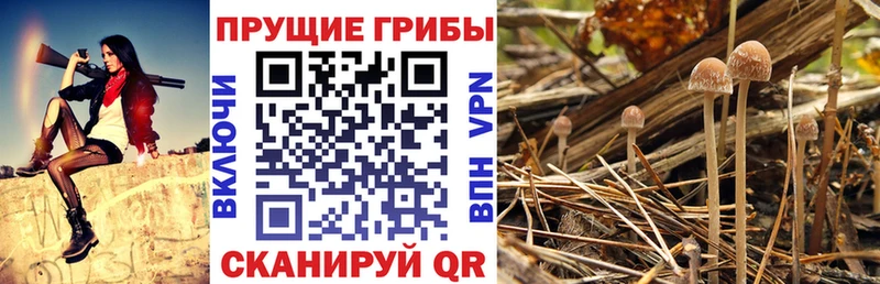Галлюциногенные грибы прущие грибы  Купить где  Тюмень 